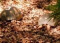 PARC BOTANIQUE – Douze individus soupçonnés d&rsquo;implication dans la disparition des tortues de Tsimbazaza placés en détention préventive