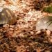PARC BOTANIQUE – Douze individus soupçonnés d&rsquo;implication dans la disparition des tortues de Tsimbazaza placés en détention préventive