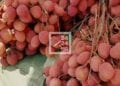 EXPORTATION – Ouverture de la campagne de cueillette du litchis dans les régions d&rsquo;Atsinanana et d&rsquo;Analanjirofo le 12 novembre