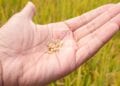 PROJET DE LOI DE FINANCES – Une prévision de 573 milliards ariary d’investissement pour l’achat de semences de riz hybride