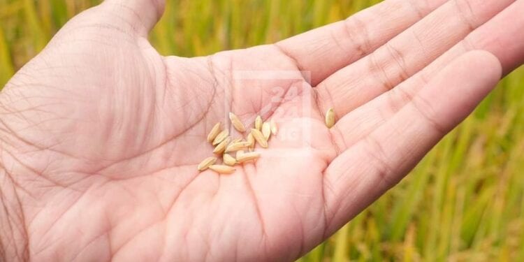 PROJET DE LOI DE FINANCES – Une prévision de 573 milliards ariary d’investissement pour l’achat de semences de riz hybride