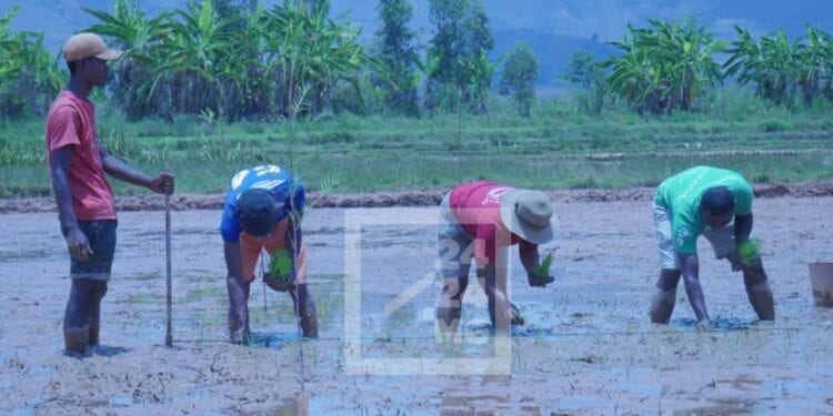 AGRICULTURE – La campagne agricole menacée par le manque de pluie dans l’Alaotra