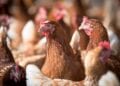 AGRICULTURE – Booster la culture des matières premières pour l’alimentation animale afin de redynamiser la filière avicole