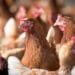 AGRICULTURE – Booster la culture des matières premières pour l’alimentation animale afin de redynamiser la filière avicole