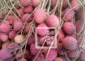 COMMERCE – Le prix du kilo du litchi fixé à 1 500 ariary à l’ouverture de la campagne de collecte