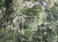 FINANCEMENT CLIMATIQUE – Un don de 9,42 millions de dollars de la BAD en faveur de la préservation de la biodiversité