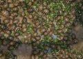 BIODIVERSITE – Un étranger arrêté à Mahajanga pour tentative d&rsquo;exportation de 800 tortues radiata