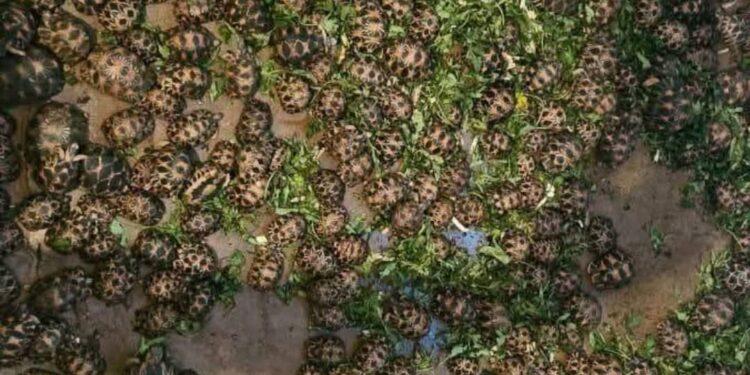 BIODIVERSITE – Un étranger arrêté à Mahajanga pour tentative d’exportation de 800 tortues radiata