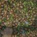 BIODIVERSITE – Un étranger arrêté à Mahajanga pour tentative d&rsquo;exportation de 800 tortues radiata