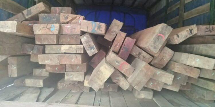 BIODIVERSITE – Huit personnes arrêtées pour transport illicite de bois de palissandre et de bois de nato à Toamasina