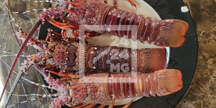 PÊCHE – Clôture de la saison des langoustes jusqu’au 31 mars dans cinq régions du Sud de Madagascar