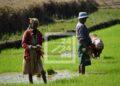 La production de paddy prévue s’établir à 5,5 millions de tonnes en 2024 pour Madagascar