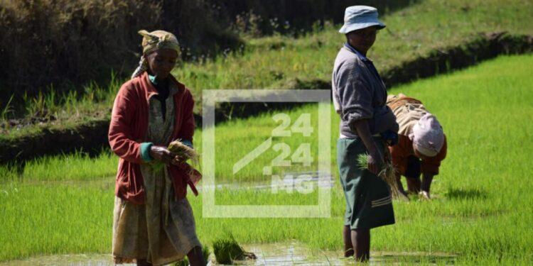 La production de paddy prévue s’établir à 5,5 millions de tonnes en 2024 pour Madagascar