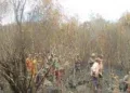 FEU DE FORÊT – Près de 25 ha du parc national Ranomafana ravagés par les flammes, selon la gendarmerie