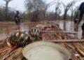 INTEMPERIES – Turtle Survival Alliance lance un appel au don pour secourir les tortues pris en charge dans le centre de Lavavolo inondé