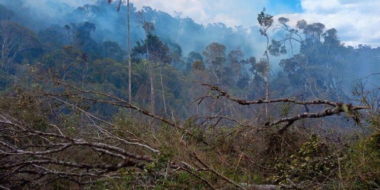 ENVIRONNEMENT – Au moins dix réserves et parcs naturels touchés ou menacés par les feux lors des six dernier mois