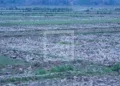 AGRICULTURE – Les autorités lancent le projet « taninketsa iombonana » pour sauver la campagne agricole 2025 dans l’Alaotra