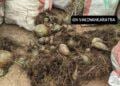 TRAFIC – 15 sacs de baobabs nains saisis par la gendarmerie à Antsirabe