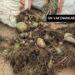 TRAFIC – 15 sacs de baobabs nains saisis par la gendarmerie à Antsirabe