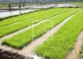 AGRICULTURE – L’autosuffisance rizicole pour 2025 et l’exportation de riz en 2027 comme objectif de l’Etat