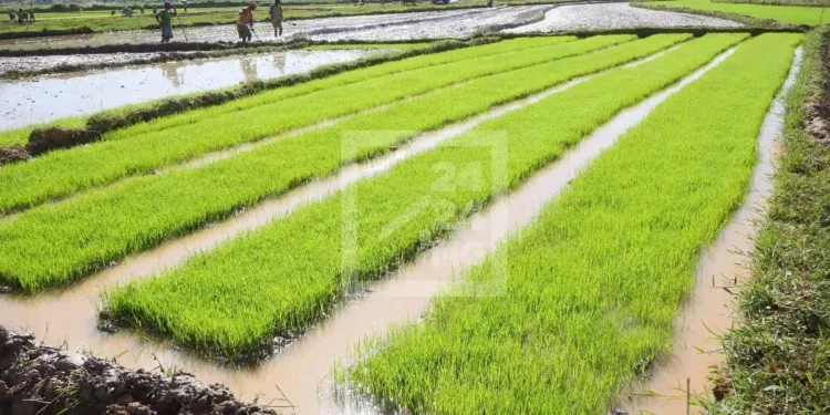 AGRICULTURE – L’autosuffisance rizicole pour 2025 et l’exportation de riz en 2027 comme objectif de l’Etat