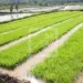 AGRICULTURE – L’autosuffisance rizicole pour 2025 et l’exportation de riz en 2027 comme objectif de l’Etat
