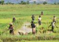 AGRICULTURE – Andry Rajoelina attendu à Tanambe dans l&rsquo;Alaotra pour démarrer la campagne de distribution de semences de riz hybride