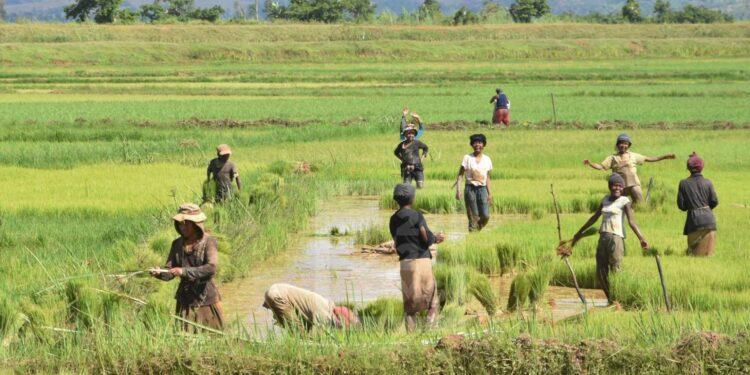 AGRICULTURE – Andry Rajoelina attendu à Tanambe dans l&rsquo;Alaotra pour démarrer la campagne de distribution de semences de riz hybride