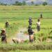 AGRICULTURE – Andry Rajoelina attendu à Tanambe dans l’Alaotra pour démarrer la campagne de distribution de semences de riz hybride