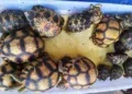 RESSOURCES NATURELLES – Deux ressortissants étrangers placés en détention provisoire à Tsiafahy pour suspicion de trafic de tortue