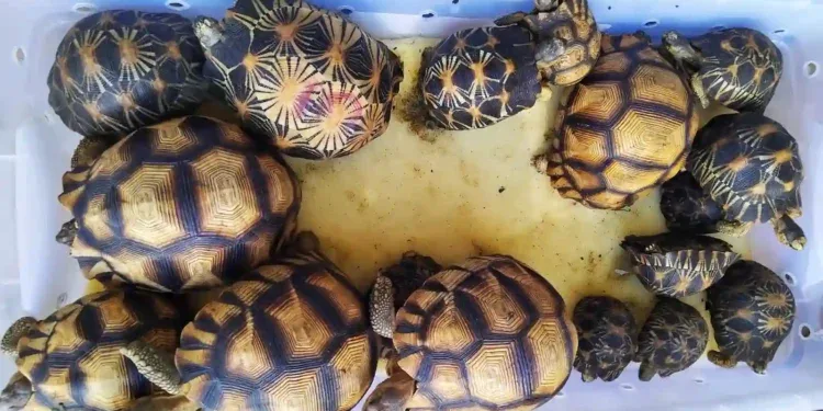 RESSOURCES NATURELLES – Deux ressortissants étrangers placés en détention provisoire à Tsiafahy pour suspicion de trafic de tortue