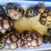 RESSOURCES NATURELLES – Deux ressortissants étrangers placés en détention provisoire à Tsiafahy pour suspicion de trafic de tortue