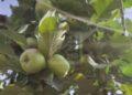 CULTURE FRUITIERE – Une production annuelle de 35 000 tonnes de pommes pour Vakinankaratra
