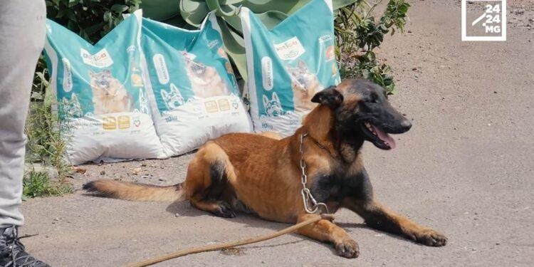 Agrivet partenaire officiel de Cacib Mada Dog Show 2025