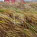 CONSOMMATION – Le prix du paddy atteint déjà à 1 800 ariary dans l’Alaotra