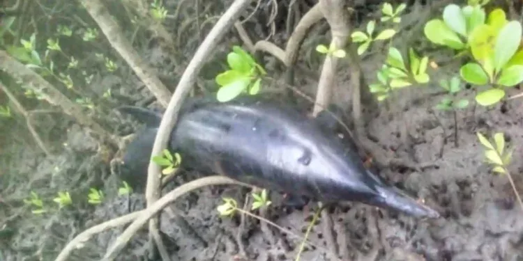 INCIDENT MARITIME – 22 dauphins retrouvés morts à Nosy Hara pour des raisons encore inconnues