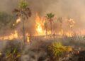 INCENDIE – L’arsenal de prévention et de lutte contre les feux de forêt et les feux de brousse du pays renforcé