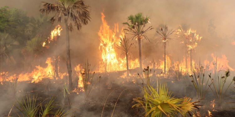 INCENDIE – L’arsenal de prévention et de lutte contre les feux de forêt et les feux de brousse du pays renforcé