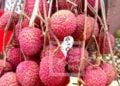 COMMERCE – Les quotas d’exportation de litchis à répartir équitablement entre tous les opérateurs de la filière