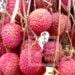 COMMERCE – Les quotas d’exportation de litchis à répartir équitablement entre tous les opérateurs de la filière