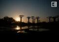 Finir son après-midi à l’Allée des baobabs