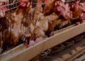 La perspective d’une retaxation à la TVA de 20% de la provende et des intrants nécessaires à la fabrication de provende avait inquiété beaucoup d’éleveurs.