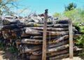 ENVIRONNEMENT – L’Etat étudie la possibilité de vente des stocks de bois de rose