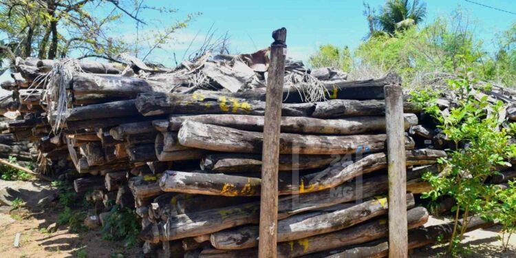 ENVIRONNEMENT – L’Etat étudie la possibilité de vente des stocks de bois de rose