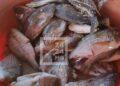 PÊCHE – La performance du secteur halieutique en régression depuis un an