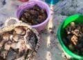 INTOXICATION ALIMENTAIRE – Au moins trois personnes décédées après avoir mangé du requin à Vohémar