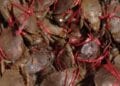 EXPORTATION – 70% du quotas pour l’exportation des crabes sont attribués aux entreprises déjà opérant pour l’année 2026