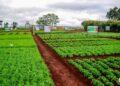 DEVELOPPEMENT RURAL – L’extension du Parc d’innovation agricole d’Andranomanelatra en chantier