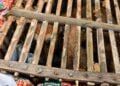 TRANSPORT ILLICITE – Les douaniers interceptent un lémurien confiné dans une cage en bois rangée dans une valise
