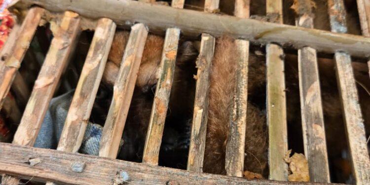 TRANSPORT ILLICITE – Les douaniers interceptent un lémurien confiné dans une cage en bois rangée dans une valise 